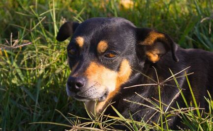 Conoce el significado de que tu perro coma pasto