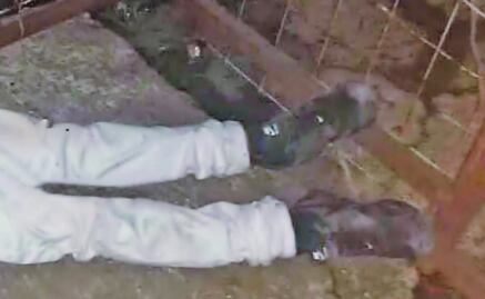 Matan a balazos a un menor entre puestos de Tepito