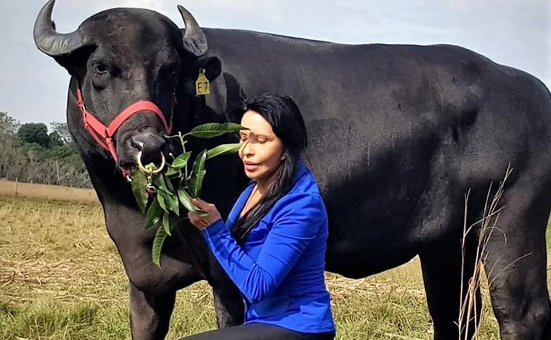 Nilda Silva con ejemplares de búfalo, en el Centro Integral de Inseminación Artificial Bubalino, en Corrientes