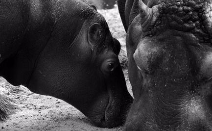 Festejan cumpleaños de Manik en Chapultepec