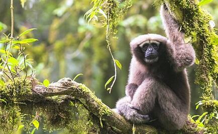 Anuncian nueva especie de gibón; la llaman Skywalker