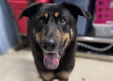 Familia abandonó a un perro por temor a que fuera gay