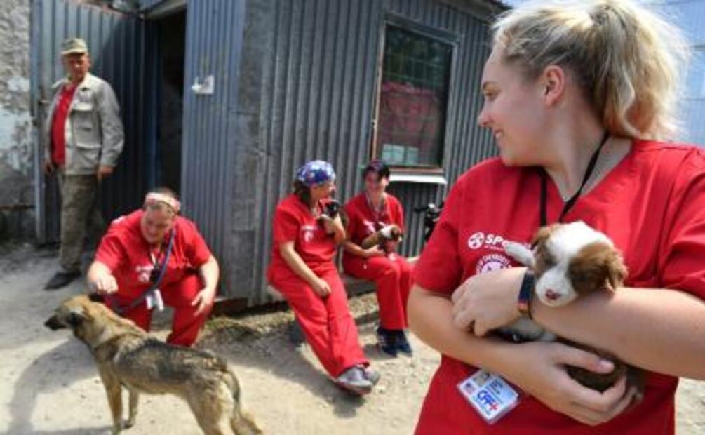 Así rehabilitan a un perro de Chernóbil para que pueda ser adoptado