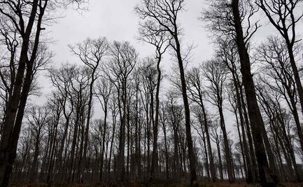Se emplearán mil robles para reconstruir la catedral de Notre Dame