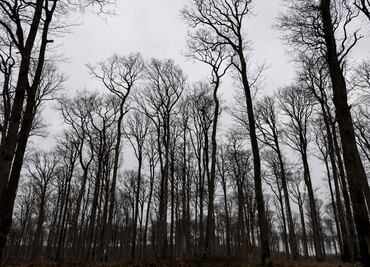 Se emplearán mil robles para reconstruir la catedral de Notre Dame