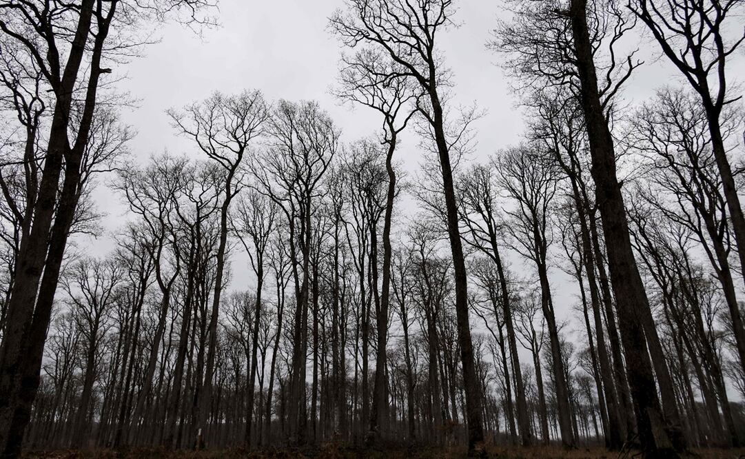 Foto: THOMAS COEX / AFP