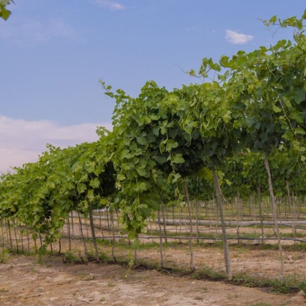 Explora la ruta de vinos en Coahuila 