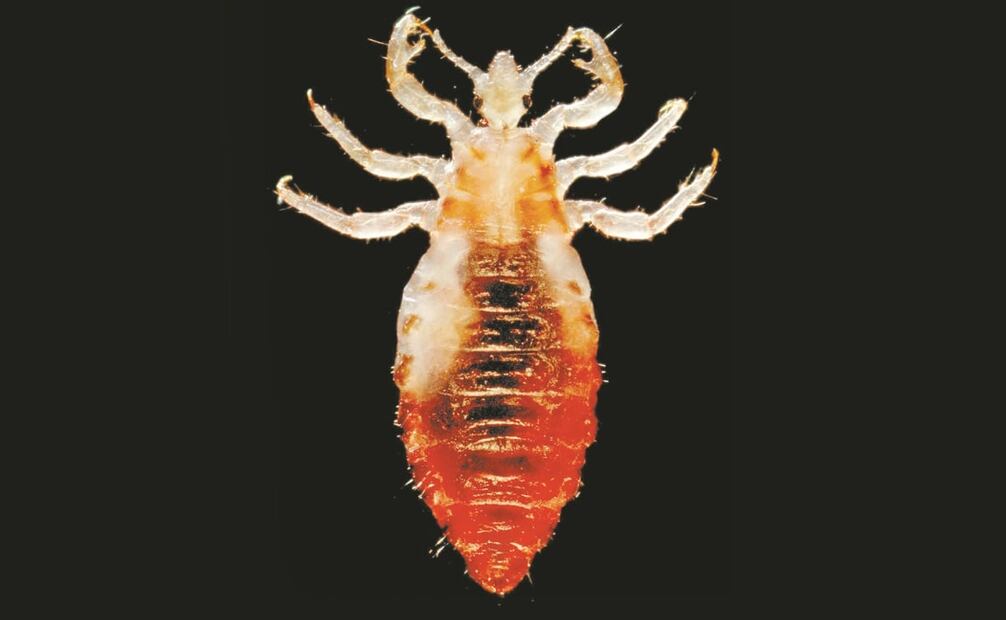 Piojo del cuerpo (Pediculus humanus corporis). Fotos: ESPECIAL