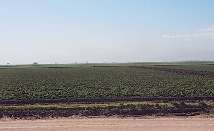 Solicita Pavlovich declaratoria de emergencia para Sonora por heladas