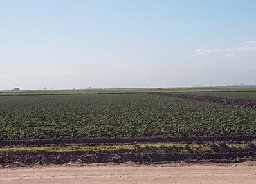 Solicita Pavlovich declaratoria de emergencia para Sonora por heladas