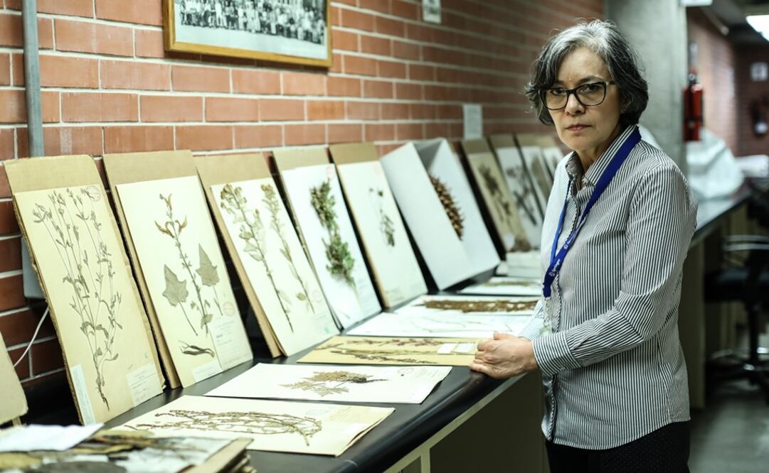 Martha Olvera, técnica académica del Herbario Nacional, muestra parte del acervo al que cada mes se incorporan 2 mil 500 ejemplares nuevos.