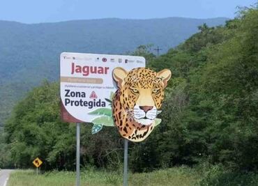 Instalan señaléticas en carreteras de Tamaulipas para proteger especies como el jaguar, la guacamaya y el ocelote