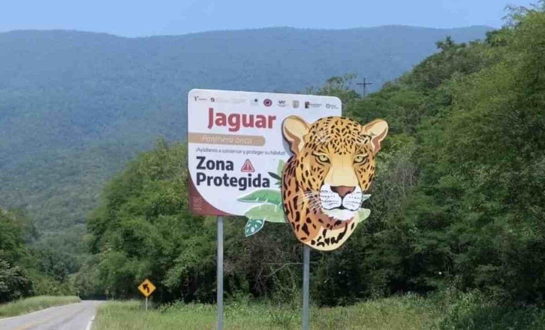 En Palmillas, la información es referente a la mariposa monarca; la del ocelote se colocó por el rumbo de Llera; mientras que en la carretera Mante-Ocampo la información es sobre la guacamaya, entre otras más. Foto: Especial