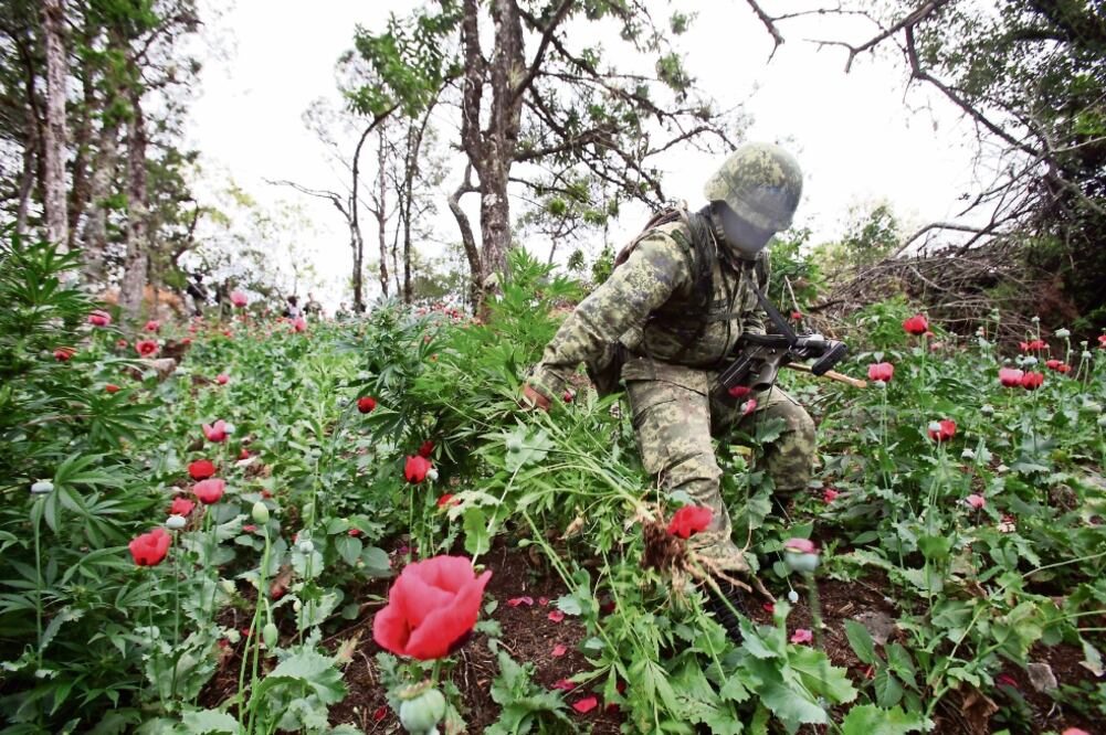 La Unión de Comisarios por la Paz y el Desarrollo de Guerrero afirmó que la petición abarca a Sinaloa, Chiapas y Michoacán, donde también la siembran (ARCHIVO EL UNIVERSAL)