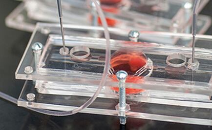 Desarrollan versión miniatura de órganos en "chips"