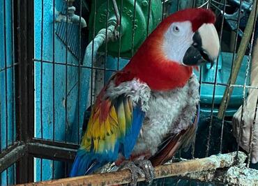 Aseguran 18 aves exóticas, algunas en peligro de extinción, en Iztapalapa; ejemplares se arrancaban su plumaje por estrés
