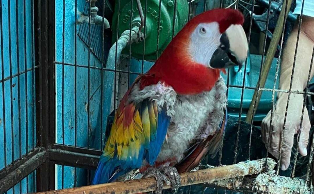 Profepa explicó que algunos ejemplares sufrieron del "síndrome pica", es decir, que se arrancan su propio plumaje por estrés. Foto: Profepa