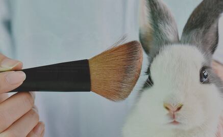 Animal testing, is there any other option?