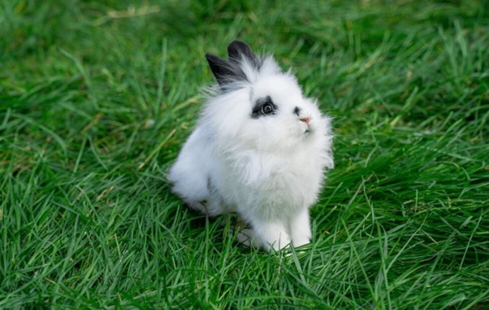 Los conejos de Angora son explotados y violentados para obtener su pelaje para la industria textil. Foto: Shutterstock