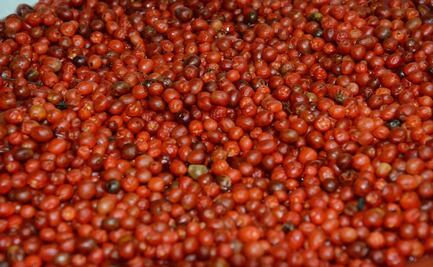 Roban una tonelada de "oro rojo" en Sonora