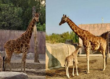 ¡Buscan nombre para jirafa bebé de San Juan de Aragón!