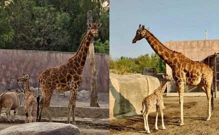 ¡San Juan de Aragón tiene nuevo inquilino! Nace cría de jirafa