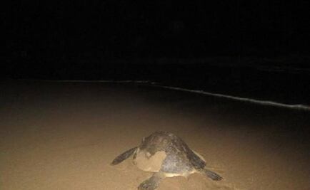 Endangered sea turtles lay eggs on Mexican beach