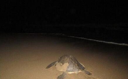 Endangered sea turtles lay eggs on Mexican beach