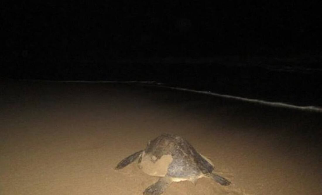 Photo: Archive / PROFEPA