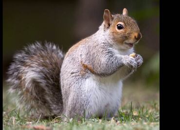 ¡Ardilla roba dona… a un policía!