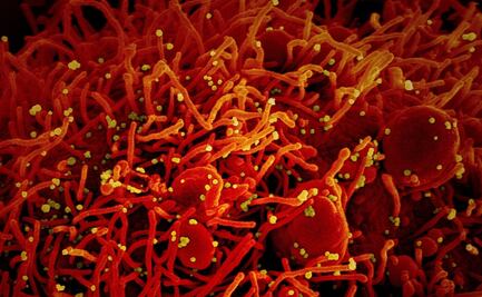 Covid-19: Estudio revela que la ivermectina reduce la carga viral