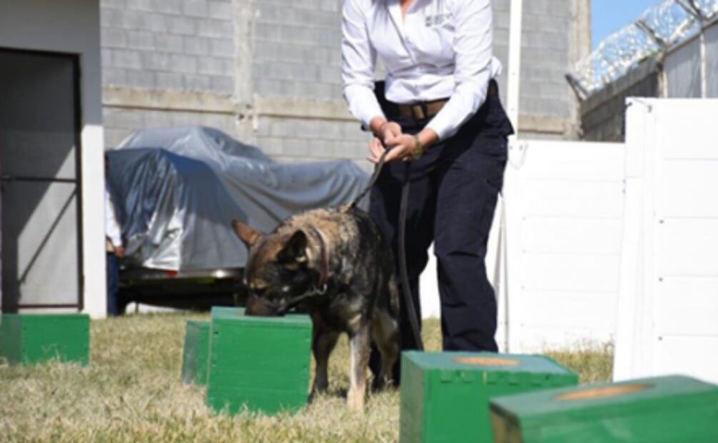 Tamaulipas recibe tres perros policías de EU