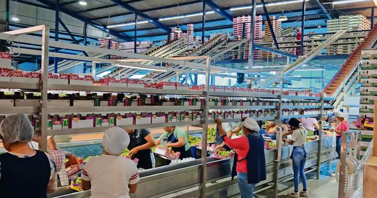 Mangueros señalaron que para esta temporada el gobierno estadounidense impuso normas inocuidad más estrictas. Foto: Especial