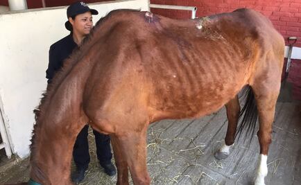 Apoyan a caballos de policía montada