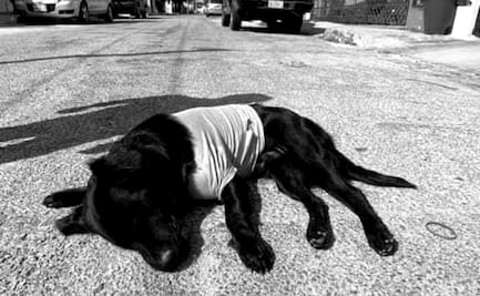 Matan a perrito presuntamente con un arma blanca en Yucatán