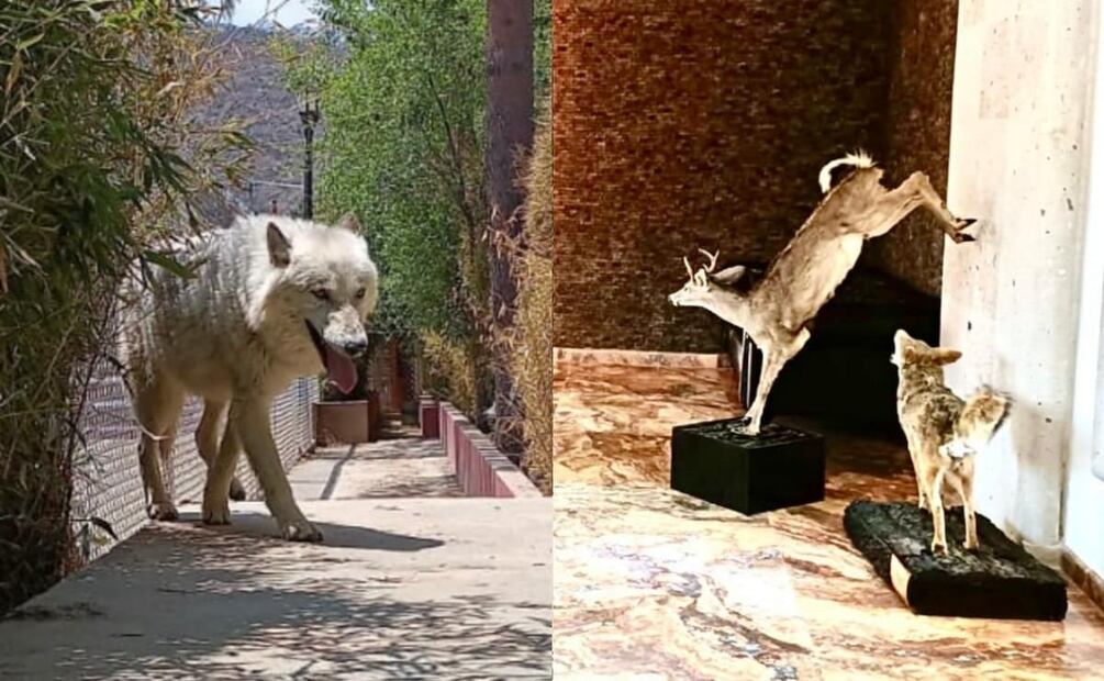 El cateo realizado en un predio de la colonia Santiago Yancuitlalpan, en el municipio de Huixquilucan. Foto: Especial