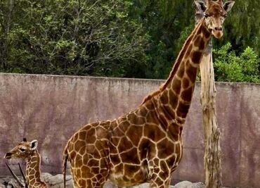 ¡No estaba desaparecida! Jirafa del Zoológico de Sinaloa habría muerto desde el 15 de septiembre; aseguran que falleció de causas naturales