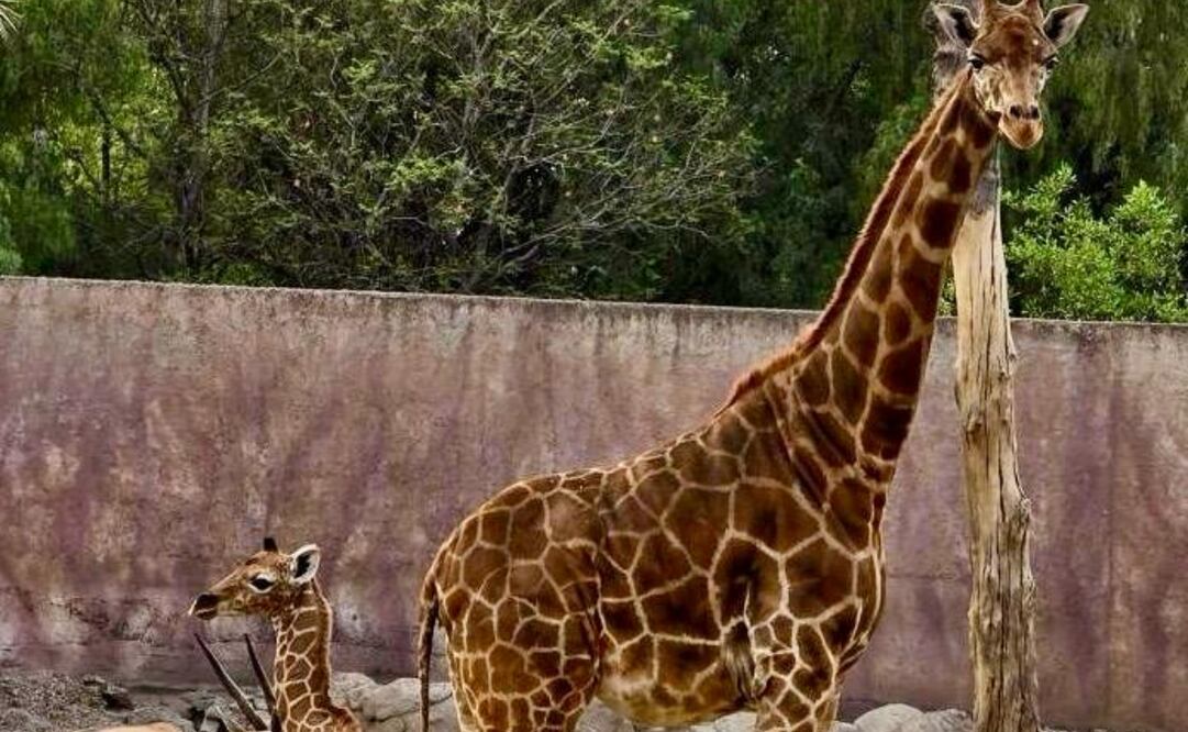 Mediante un comunicado, el Zoológico de Culiacán aclaró que la jirafa que se daba por "no localizada" en realidad murió desde el pasado 15 de septiembre. Foto: Especial