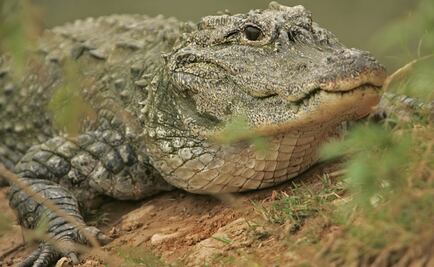 Buscan a niño que fue arrastrado por caimán en Florida