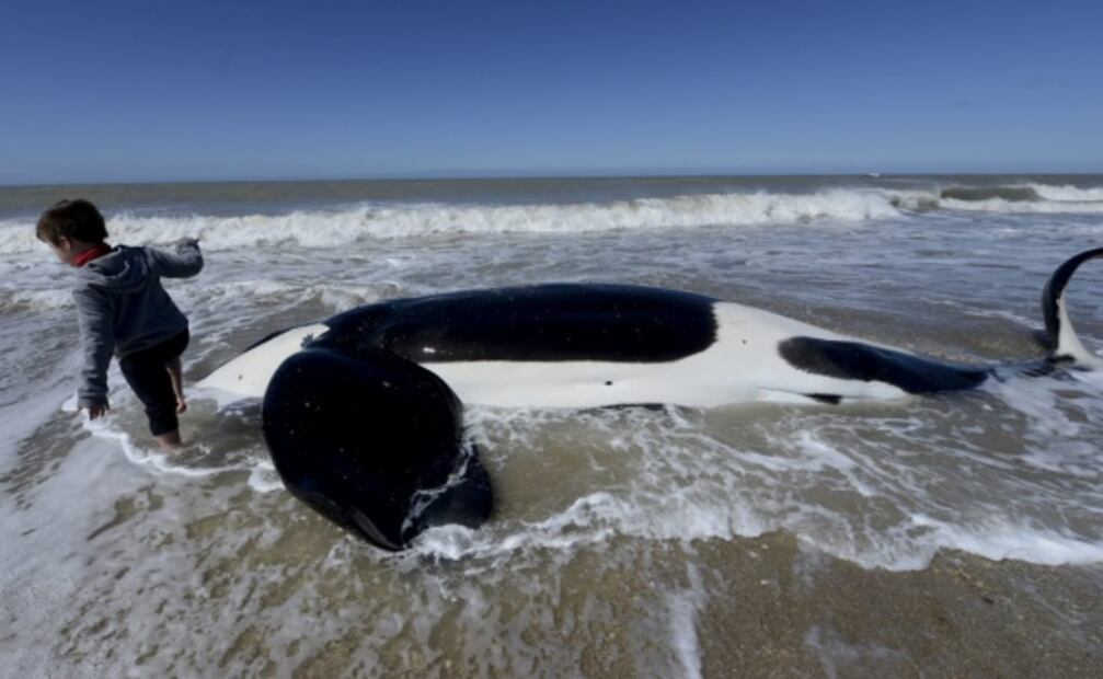 Rescatan a seis orcas que encallaron en playa de Argentina