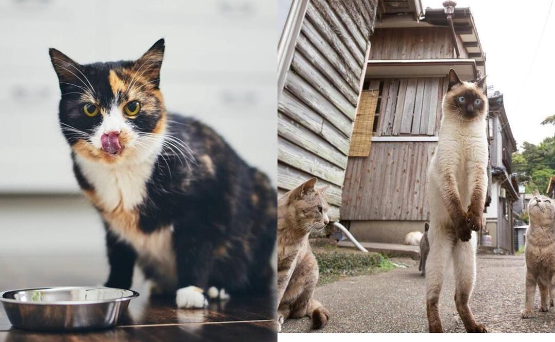 Gatos en la isla de Aoshima, que queda ubicada al sur de Japón. Foto: iStock / Comedy Pets