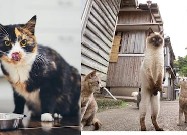Isla Aoshima, en donde hay más michis que personas