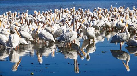 Pelícanos borregones: espectáculo de la naturaleza en Michoacán