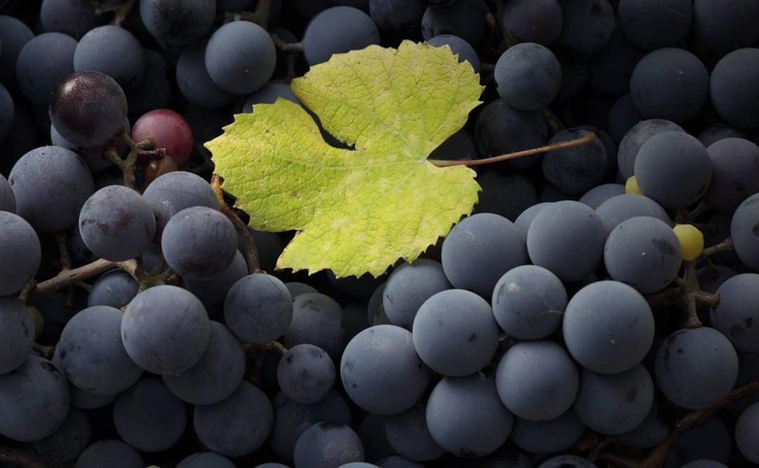 Foto: Facebook Bodegas Origen