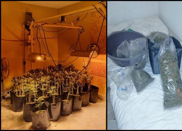 FGR desmantela invernadero de marihuana en Monterrey, Nuevo León