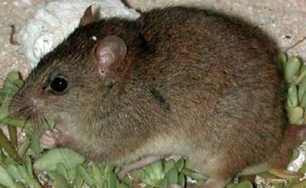 Este es el primer mamífero extinto por el cambio climático