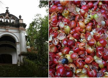 El mejor café veracruzano en Hacienda Pacho Nuevo