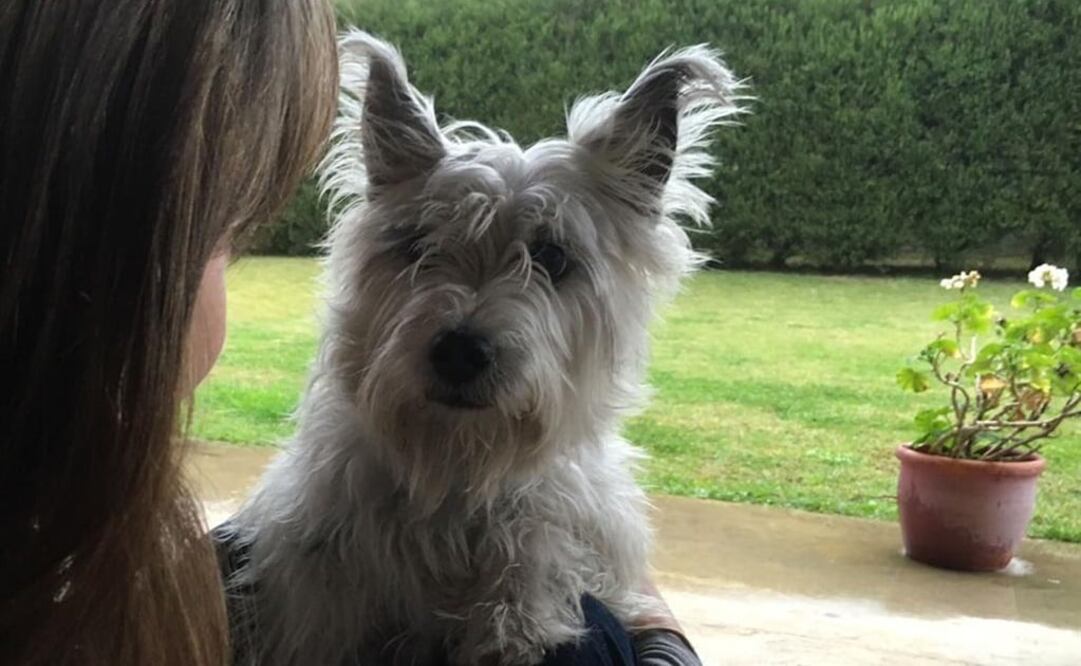 'Benito' reconoció a su dueño cuando lo llamó por su nombre (Foto: La Nación)