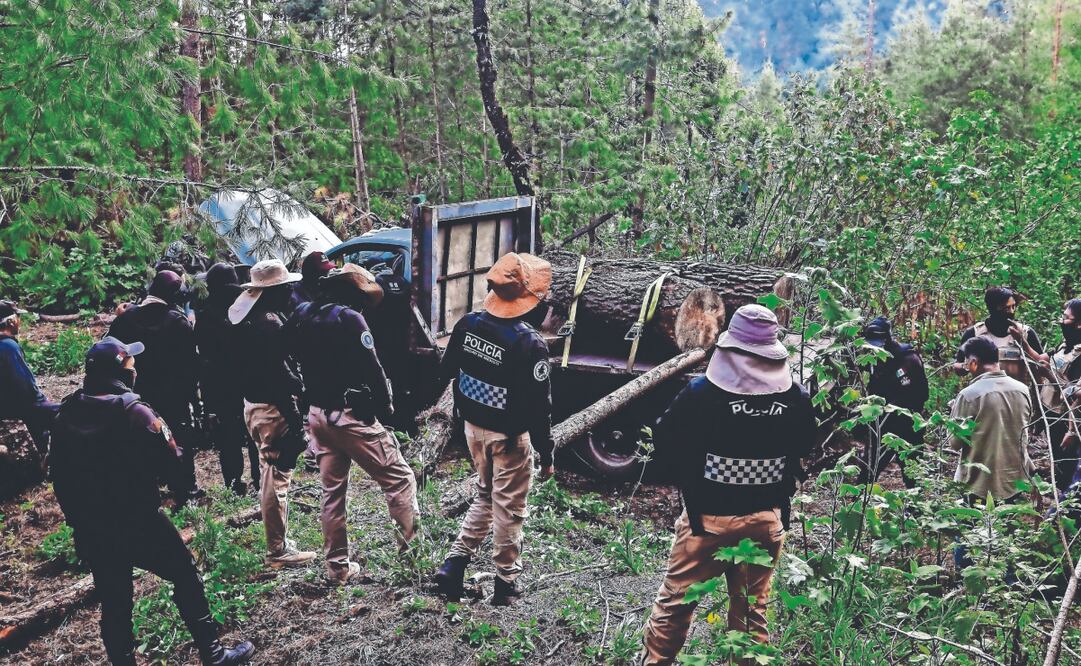 En el Primer Informe de Gobierno de Clara Brugada se destaca que fueron asegurados 668 metros cúbicos de madera. ARCHIVO EL UNIVERSAL