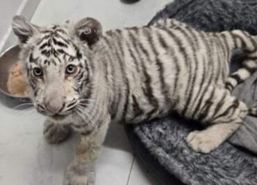 Aseguran droga, 100 mil pesos y un cachorro de tigre de bengala durante cateo en vivienda de Sonora; hay un detenido